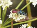 Chrysis scutellaris